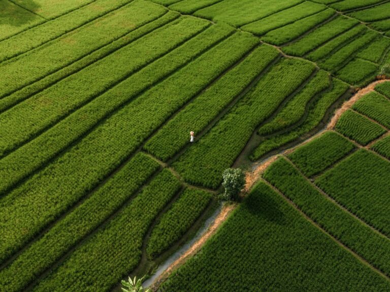 A beautiful undulating green landscape with farming segments